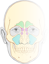 sinus de la face
